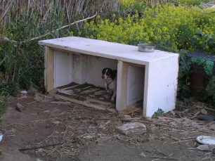 Βρήκε τον σκύλο δεμένο σε «σπίτι» - ψυγείο στα Τσουκαλιά της Πάρου